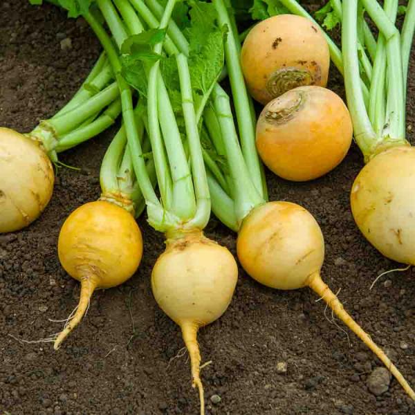 Potagères - Navet Jaune Boule d'Or - Légumes d'Autrefois - face recto